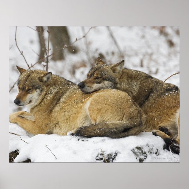Poster Les loups dans le bois de Bawarian (Devant)