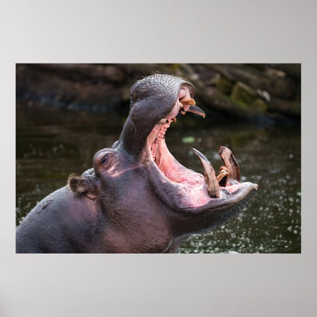 Poster Les mâchoires massives de Hippo (Devant)