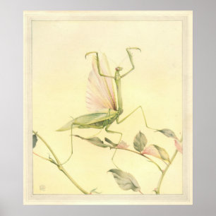 Poster LES MANTIS DE PRIÈRE - Illustration du livre d'ins