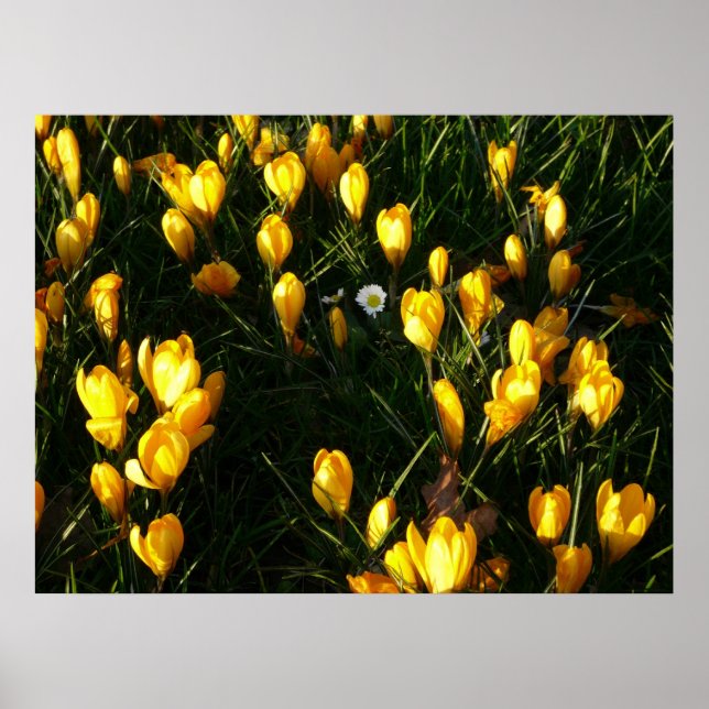 Poster Les marguerites au Crocus (Devant)
