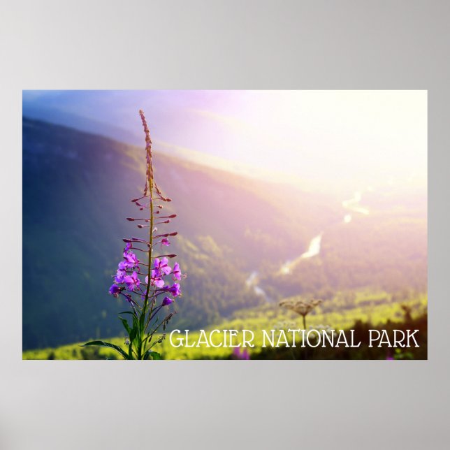 Poster Les mauvaises herbes dans le parc national des Gla (Devant)