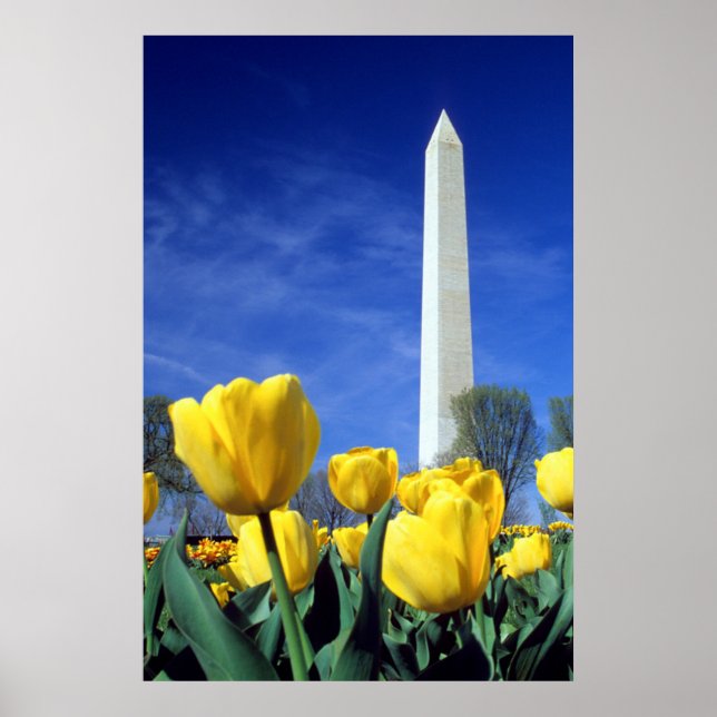 Poster Les monuments | Washington Monument au printemps (Devant)