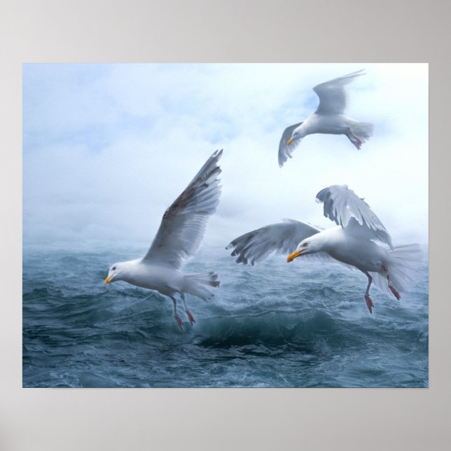 Poster Les mouettes volent au-dessus de la mer (Devant)