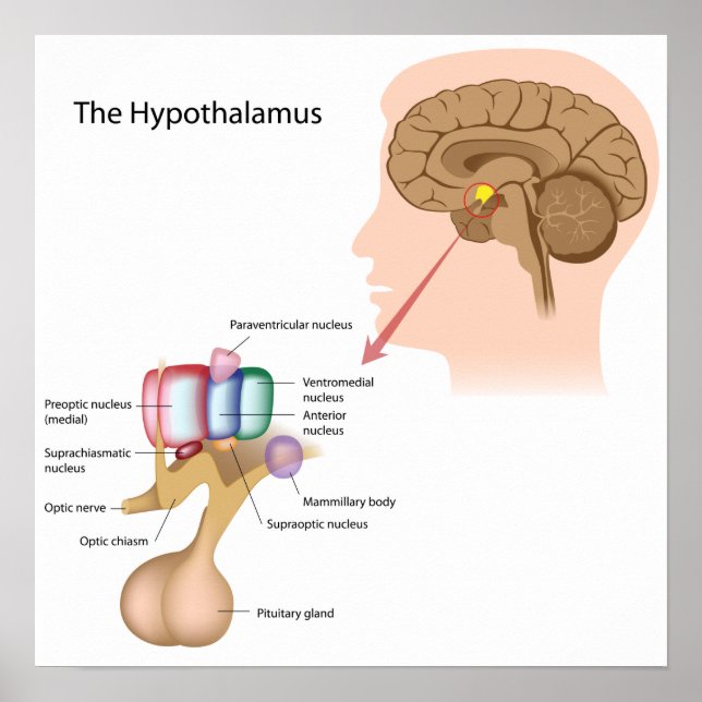 Poster Les noyaux de l'affiche hypothalamus (Devant)