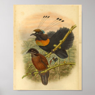 Poster Les oiseaux de paradis de Lawe Vintage couleur Imp