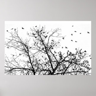 Poster les oiseaux noirs