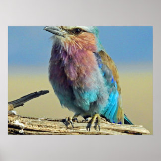 Poster les oiseaux sont les seuls animaux à avoir des plu