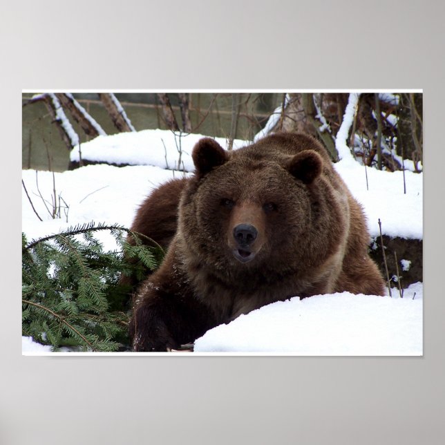 Poster les ours de Berne (Devant)