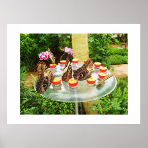 Poster Les papillons des hibou