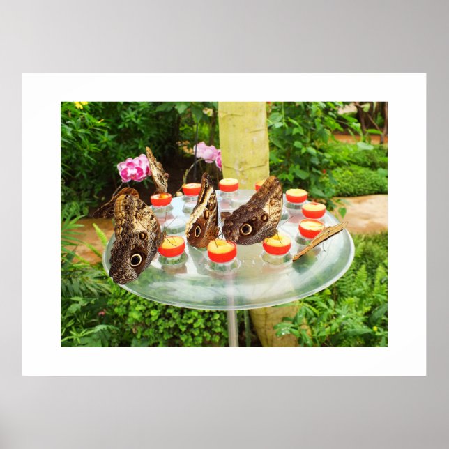 Poster Les papillons des hibou (Devant)