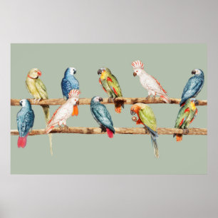 Poster Les perroquets