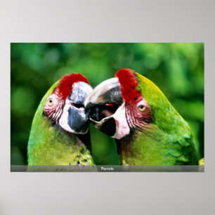 Poster Les perroquets