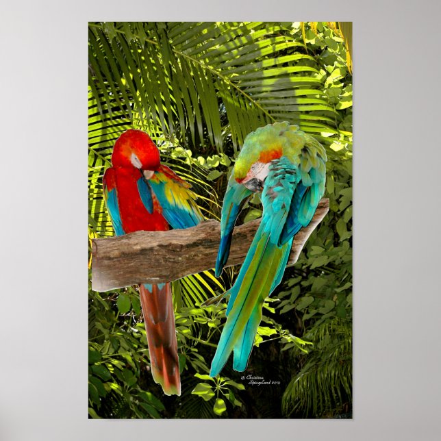 Poster Les perroquets macaw dans une forêt tropicale (Devant)