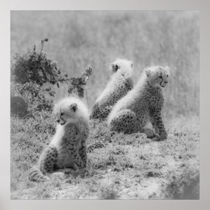 Poster Les petits de Cheetah