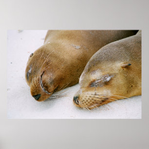 POSTER LES PHOQUES PROFITANT DU SOLEIL ET LES UNS LES AUT