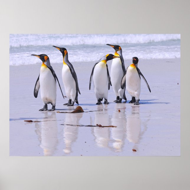Poster Les pingouins du roi à la plage (Devant)
