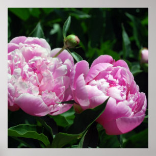 Poster Les pivoines