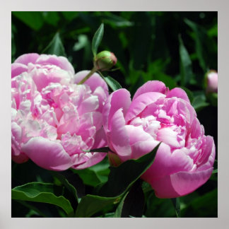 Poster Les pivoines