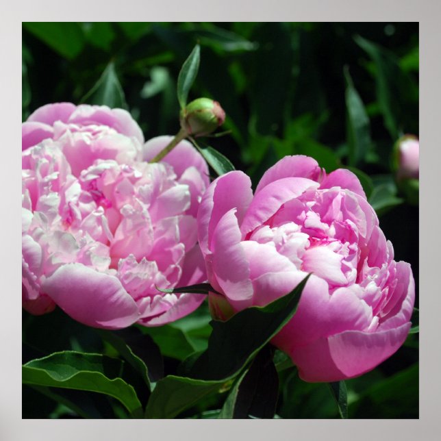 Poster Les pivoines (Devant)