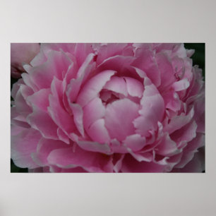 Poster Les pivoines en pleine floraison