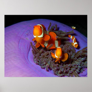 Poster Les poissons clowns sont toujours en mouvement   A