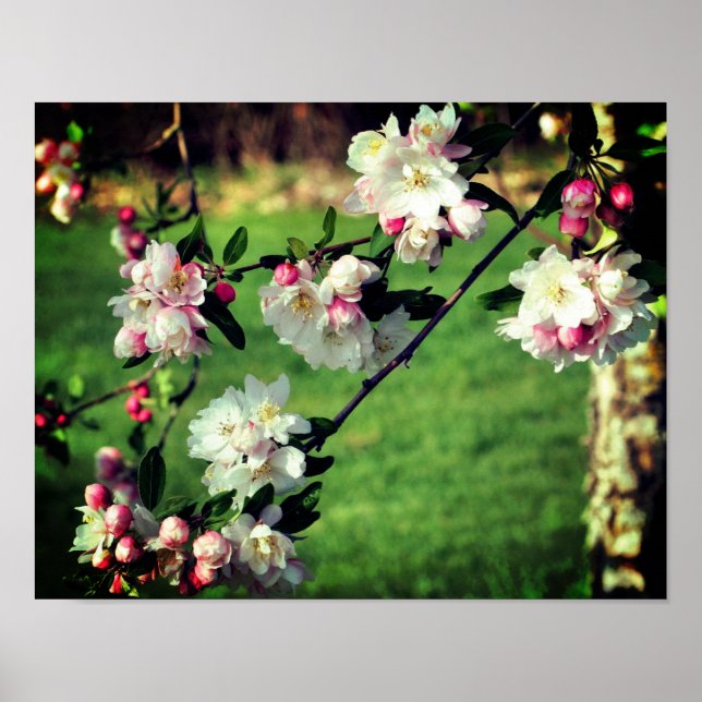 Poster Les Premières Fleurs Rose Et Blanc Du Printemps (Devant)