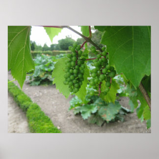 Poster Les raisins du château de Versailles