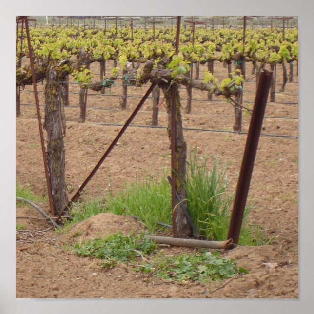 Poster Les raisins sur la vigne - Photographie du vignobl (Devant)