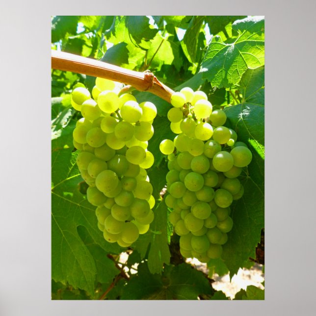 Poster Les raisins verts sur la vigne (Devant)