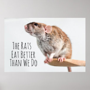 Poster Les rats mangent mieux que nous