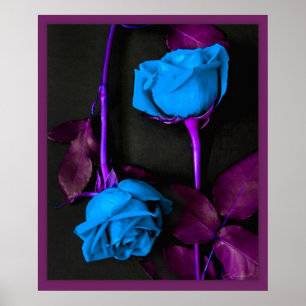 Poster Les roses bleus impriment -20x24 - autre classe