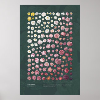 Poster Les Roses de Redouté