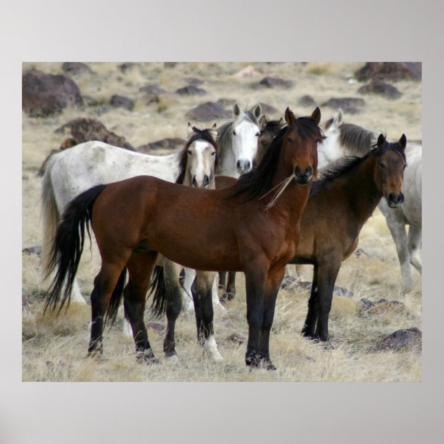Poster Les Sauvages (Devant)