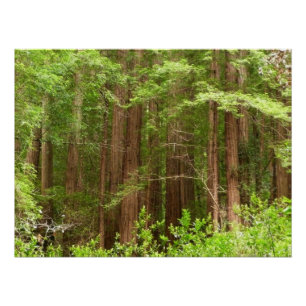 Poster Les séquoias au monument national de Muir Woods