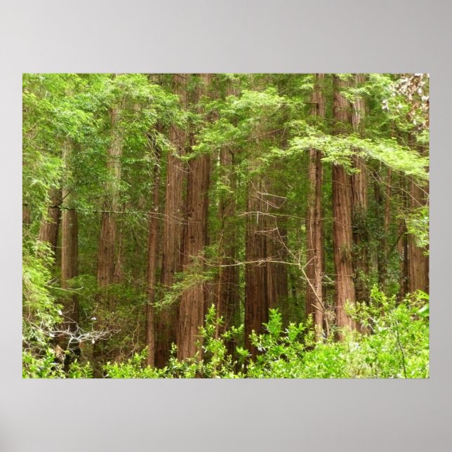 Poster Les séquoias au monument national de Muir Woods (Devant)