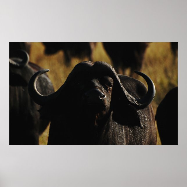 Poster Les tentures murales de Buffalo Cape (Devant)