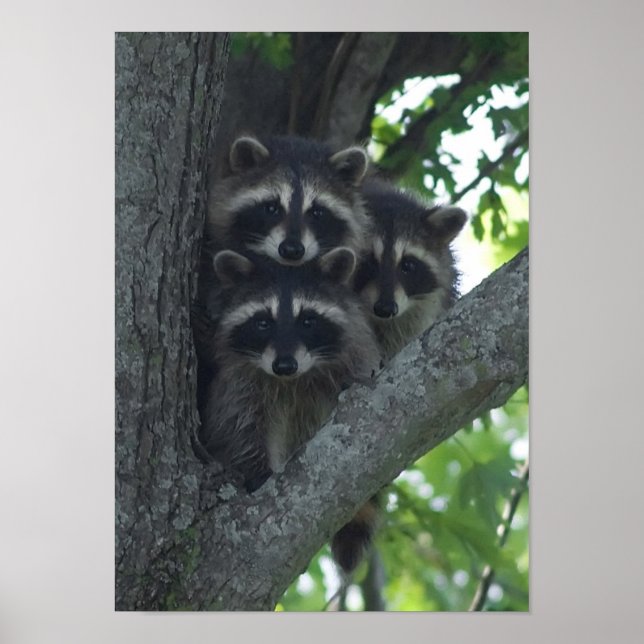 Poster Les Trois Amigos (Devant)