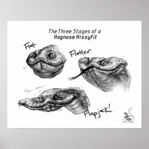 Poster "Les trois étapes d'un Hognose Hissyfit "