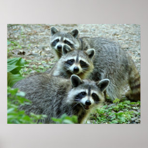 Poster Les Trois Raccoons