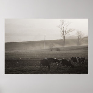 Poster Les vaches dans le fond