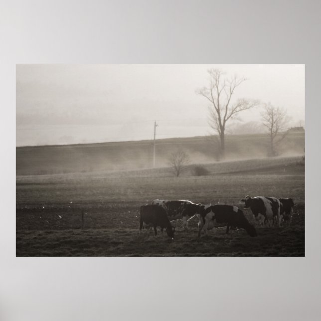 Poster Les vaches dans le fond (Devant)