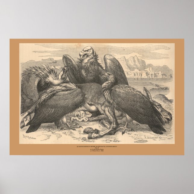 Poster Les vautours (Devant)