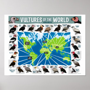 Poster Les vautours du monde