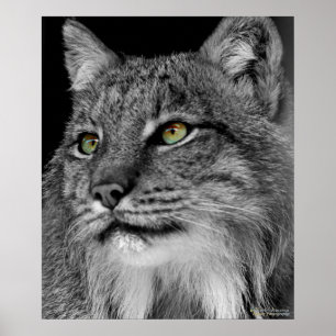 Poster Les yeux de Lynx sauvage