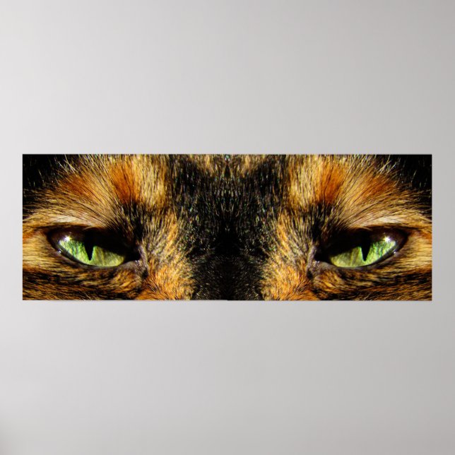 Poster Les yeux des chats (Devant)