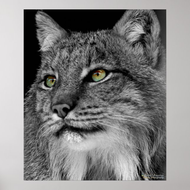 Poster Les yeux du Lynx sauvage (Devant)