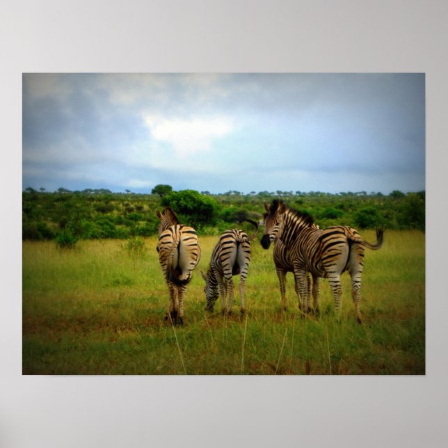 Poster Les zèbres africains dans un cadre naturel (Devant)