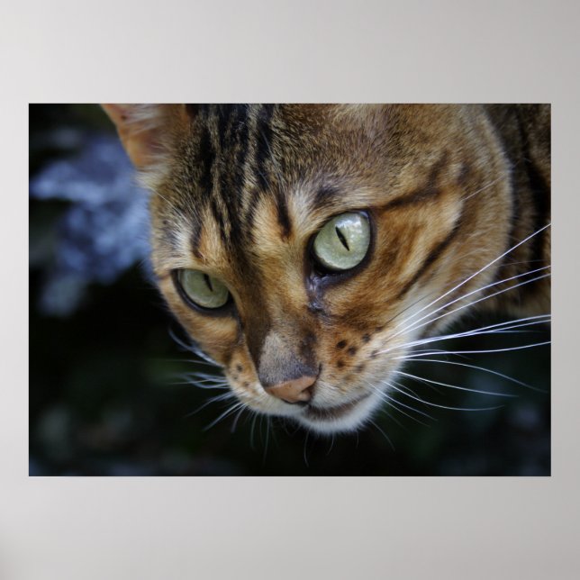Poster L'espionnage du chat du Bengale (Devant)