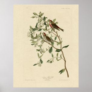 Poster Lesser (Common) Red-Poll, Audubon Birds of America