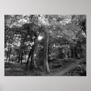 Poster L'été dans le bois
